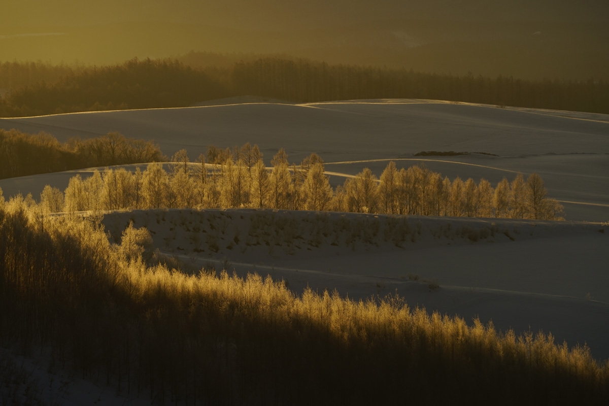 Wide shot of treeline in low-angled sunlight