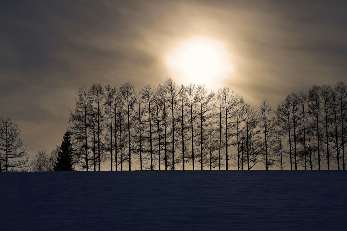 Line of trees silhouetted against sunset through slight cloud cover