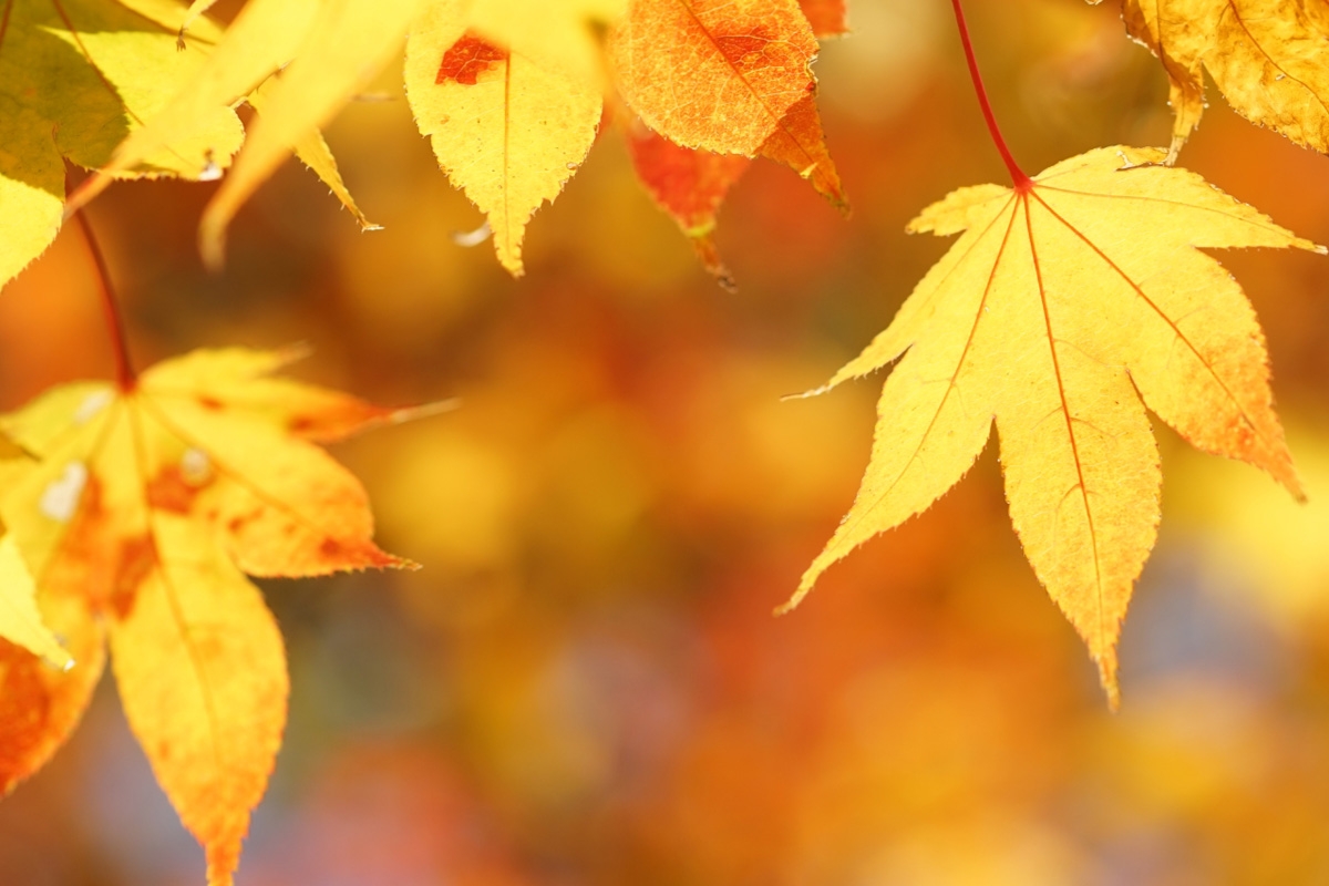 Close-up of red autumn leaves with deep background bokeh