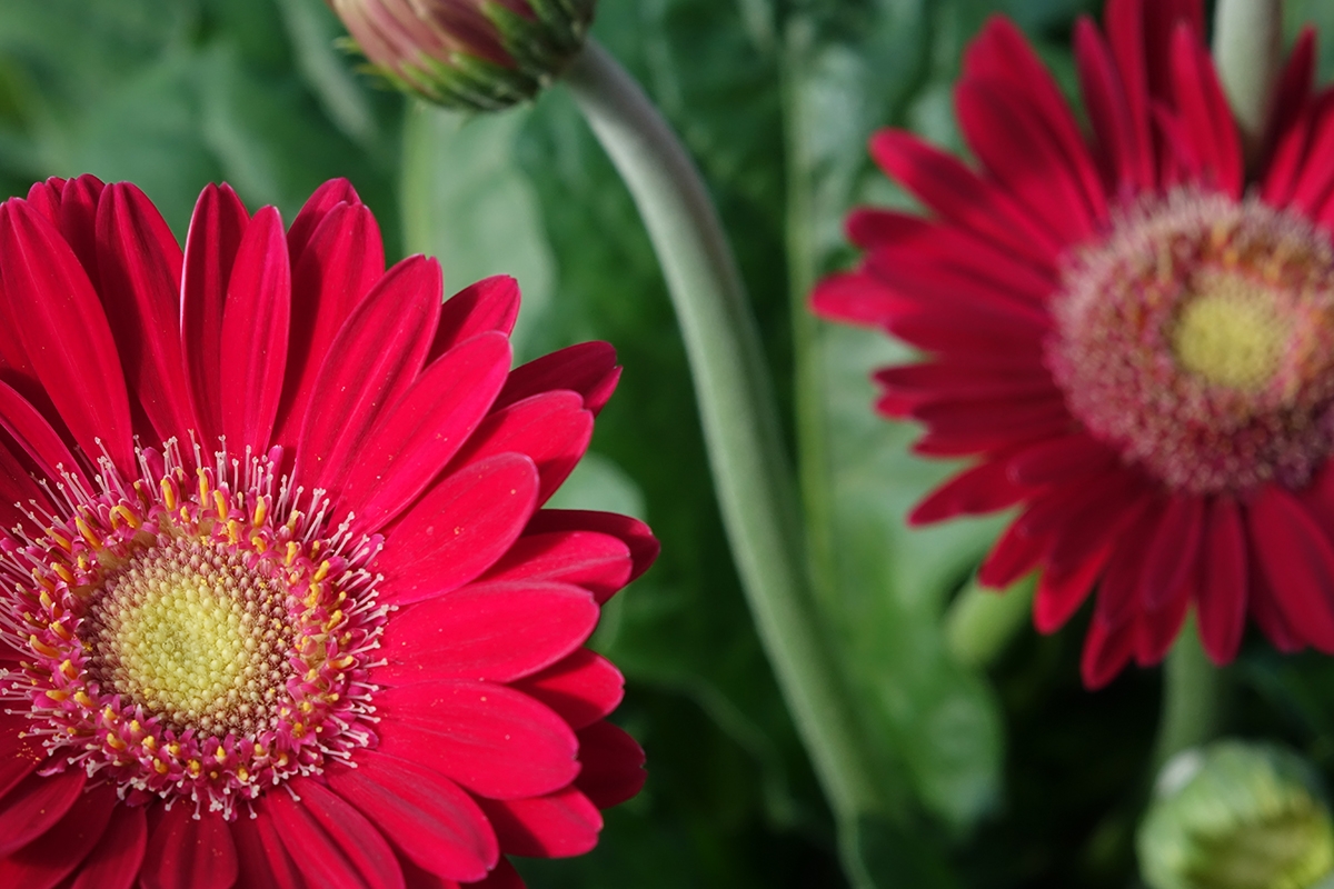 Two red flowers against green foliage background