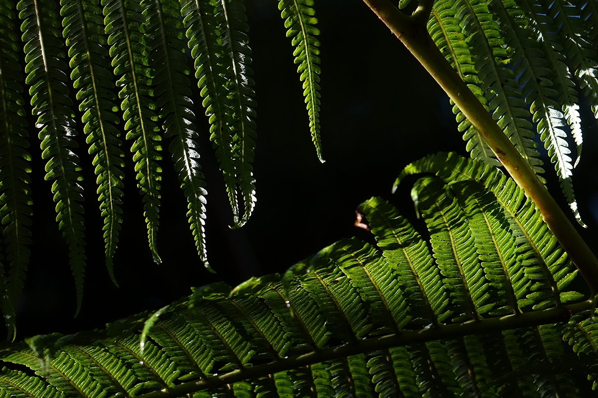 Close-up of fern leaves at night