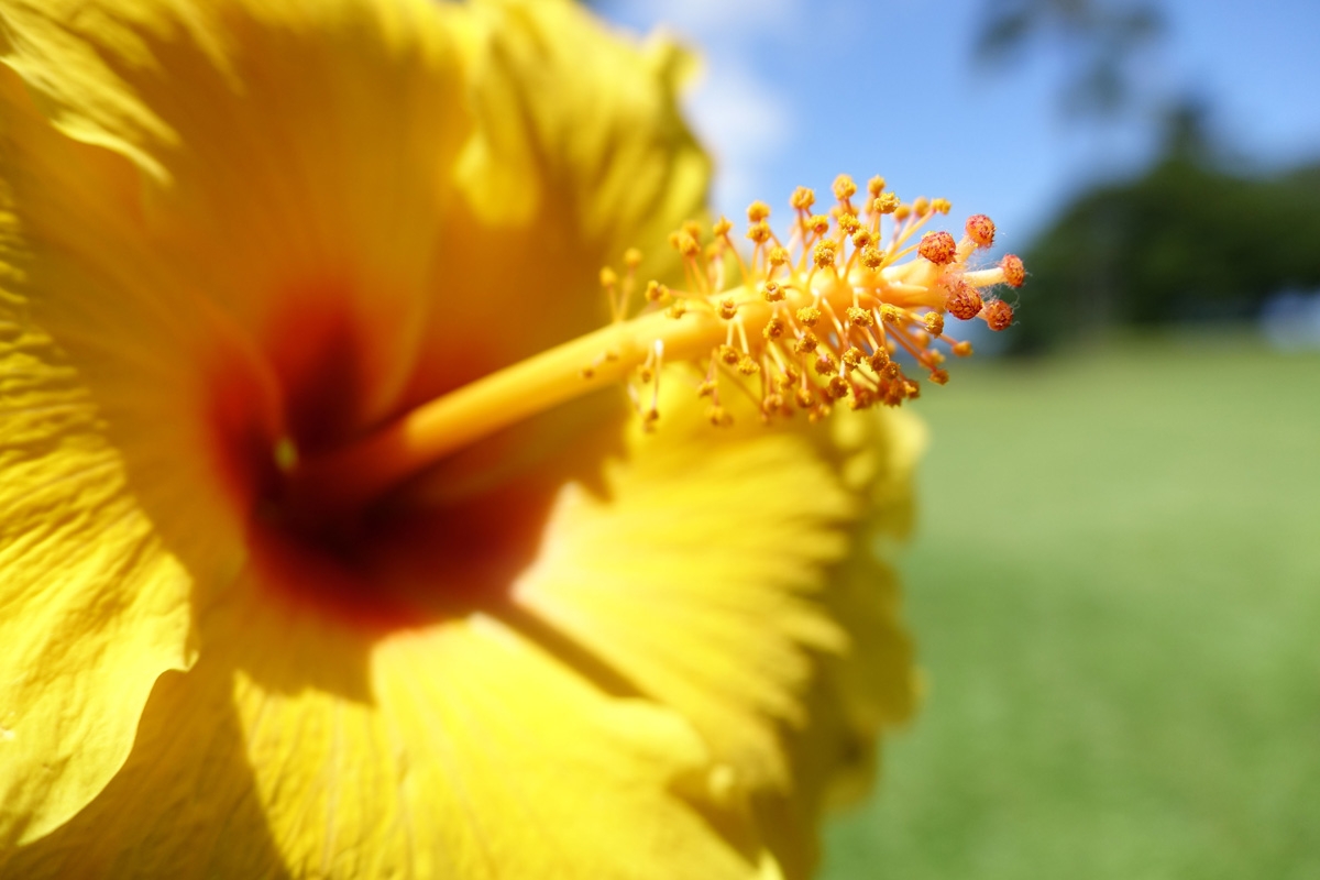 Close-up of yellow hibiscus flower