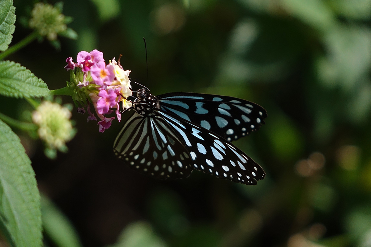 Close-up of butterfly on flower