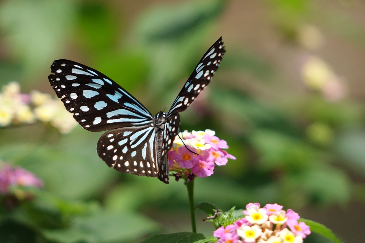 Close-up of butterfly on flower