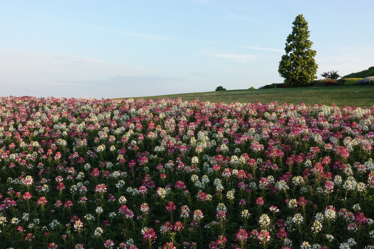 Flower garden in foreground with lawn and tree in background