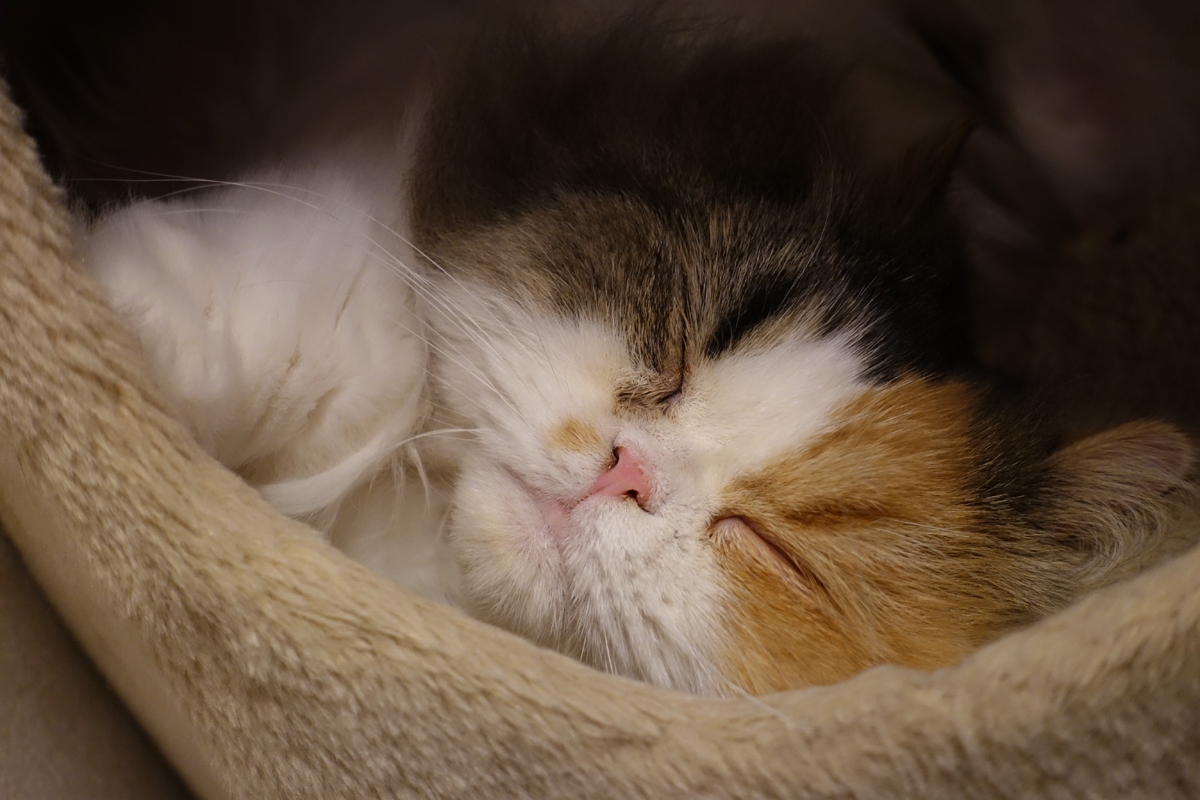 Close-up of sleeping cat