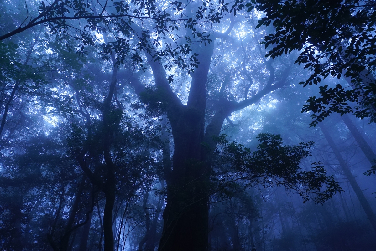 Shot in woodland looking upward toward tree canopy