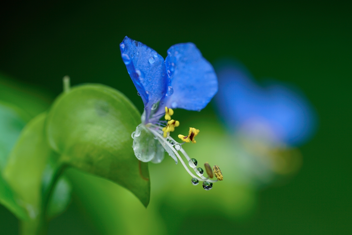 Close-up of flower stamens with deep background bokeh