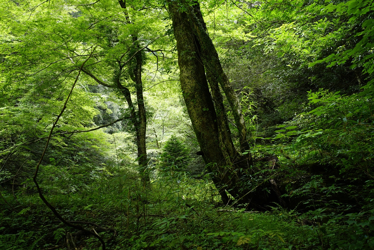 Shot in woodland with light filtering through tree canopy