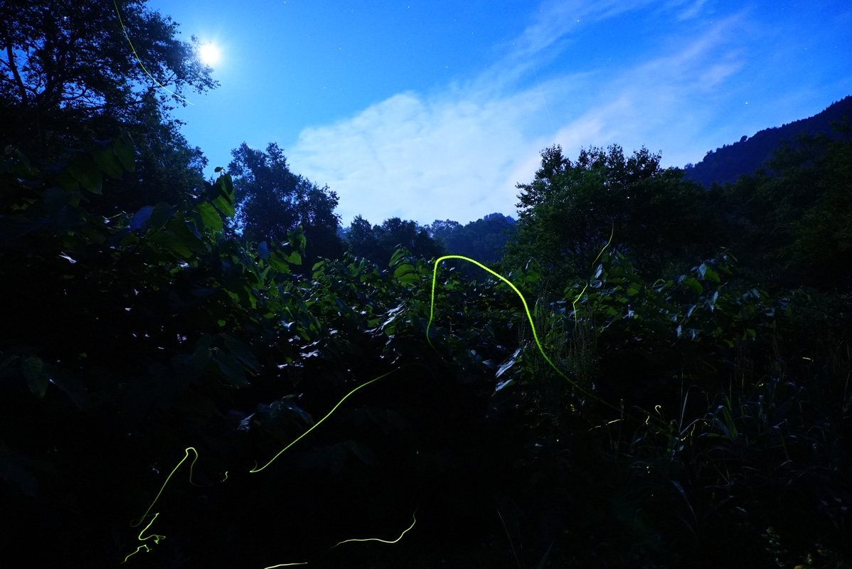 Long exposure of wooded area showing illuminated track of firefly