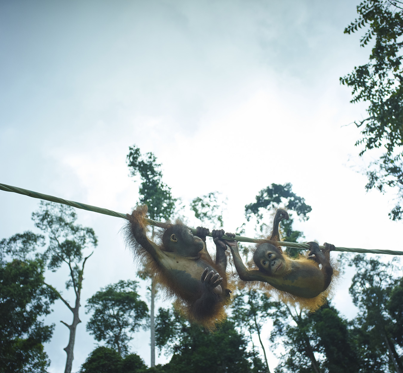 A photograph of orphaned orangutans crossing a tightrope taken on Borneo Island.