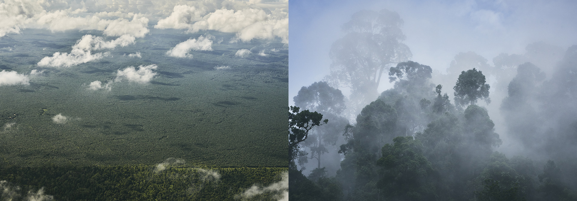 A photograph of palm oil plantations extending toward the horizon taken on Borneo Island., A photograph of trees in the fog taken on Rebun Island.
