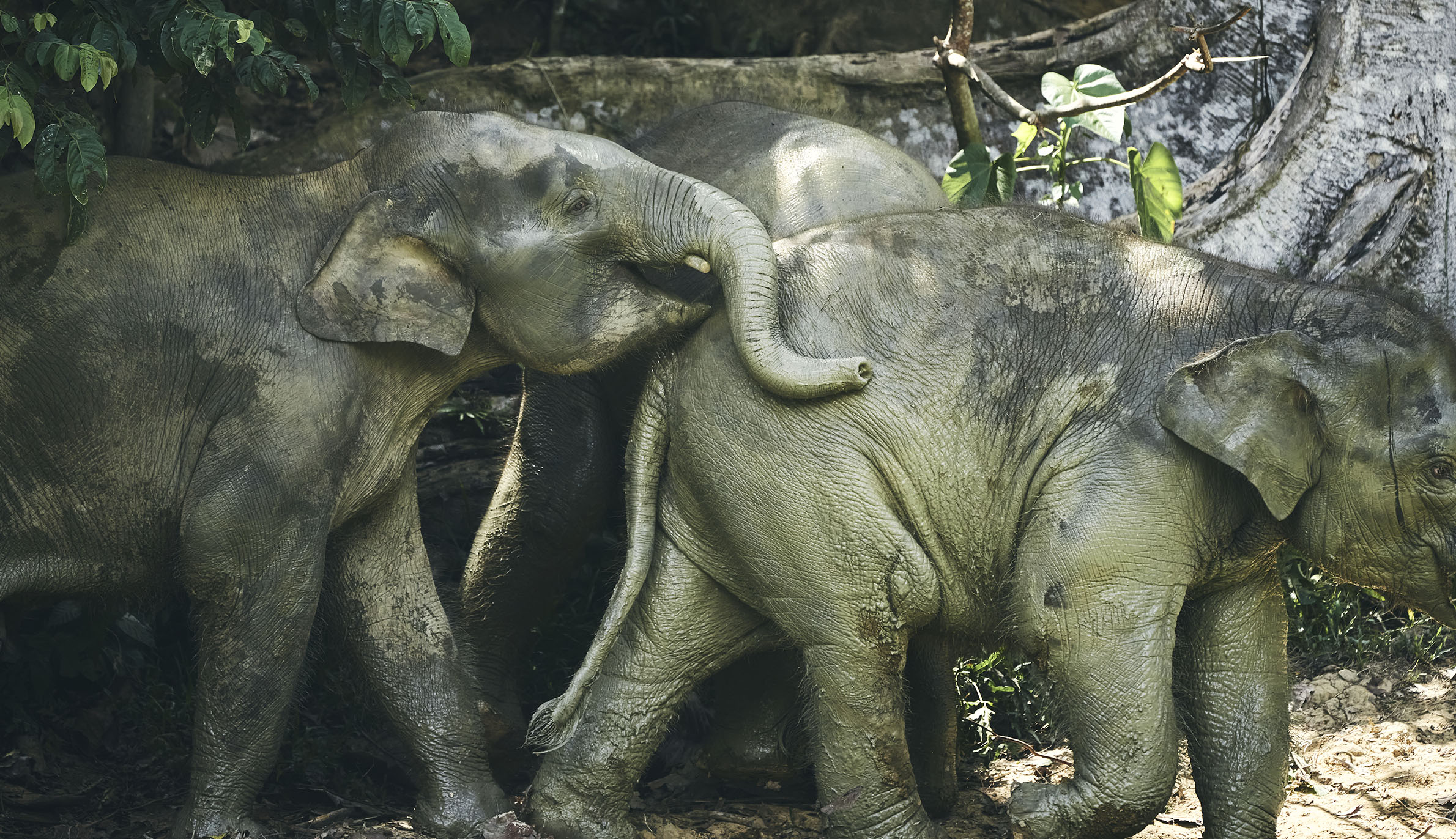 A herd of elephants photographed on Borneo Island.