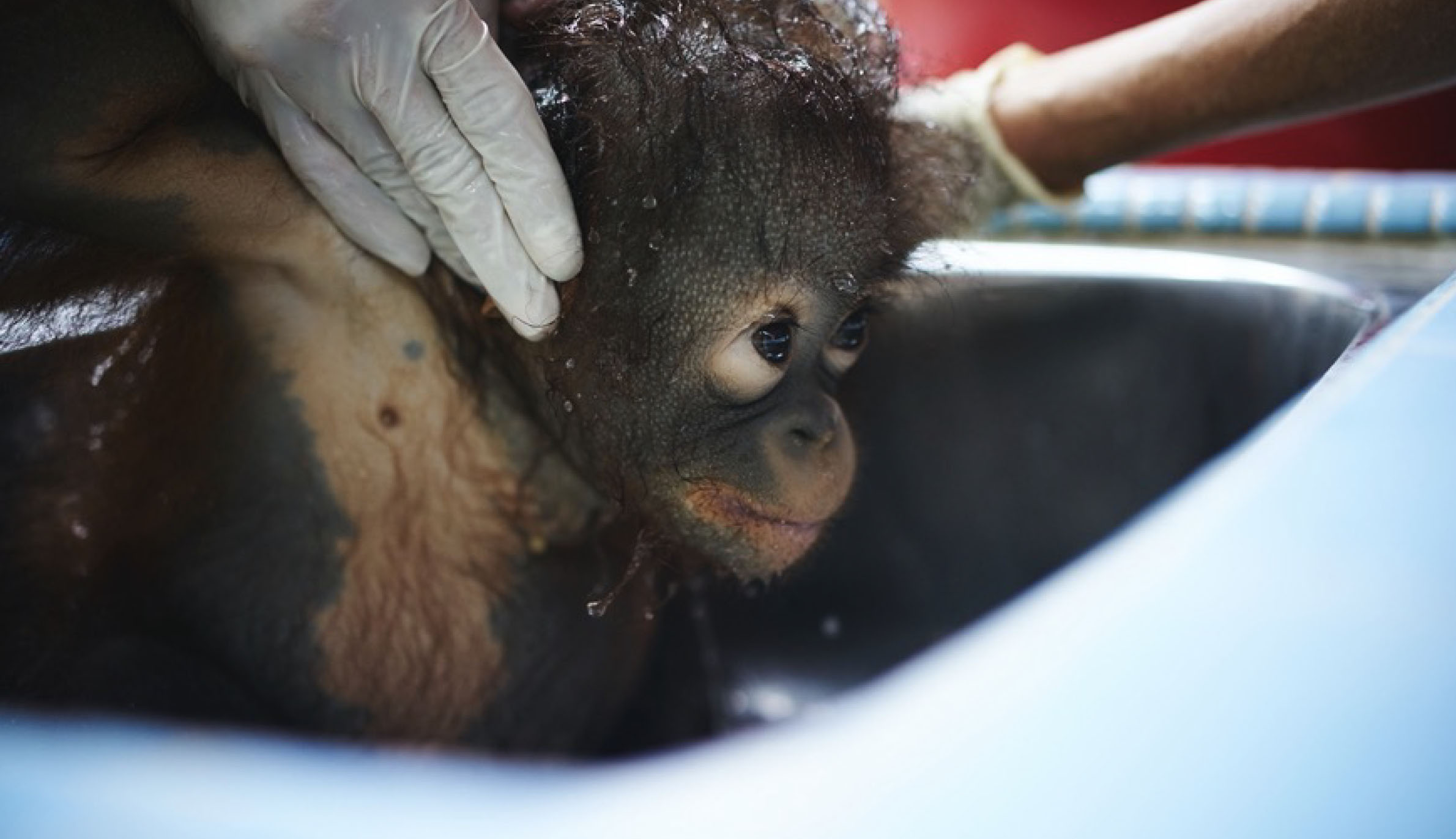 A photograph of an orphaned orangutan being bathed taken on Borneo Island.