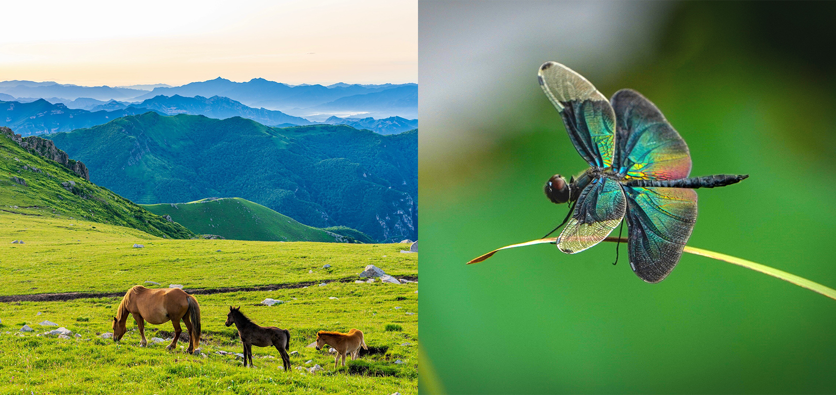 "(Left) A photo of a family horses grazing in a mountain meadow
(Right) A photo of colorful insect perching on a grass."