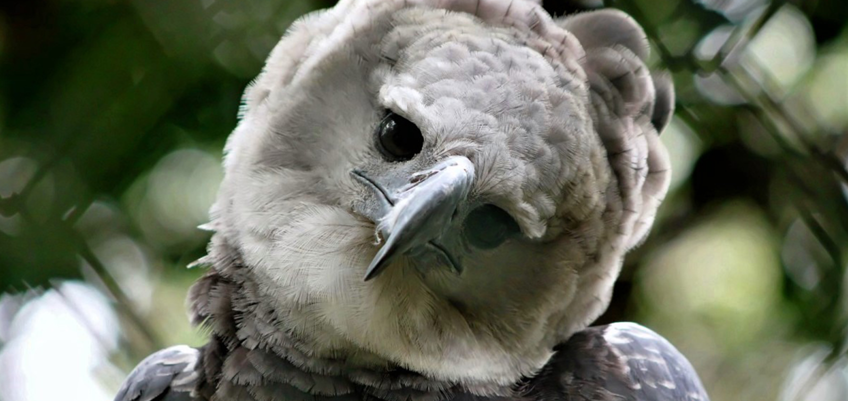 Photo of Harpy Eagle